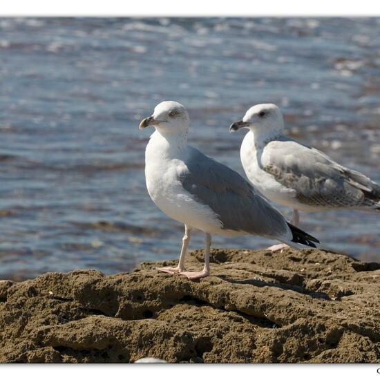 Yellow-legged Gull: Animal in habitat Rocky coast in the NatureSpots App