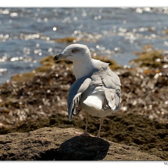 Yellow-legged Gull: Animal in habitat Rocky coast in the NatureSpots App