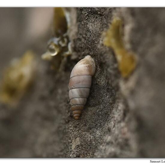 Roggenkornschnecke: Tier im Habitat Felsgebiet in der NatureSpots App