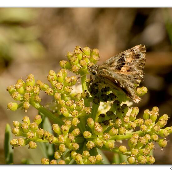 Carcharodus alceae: Animal in habitat Rocky coast in the NatureSpots App