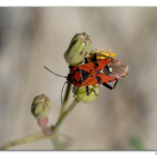 Spilostethus pandurus: Animal in habitat Rocky coast in the NatureSpots App