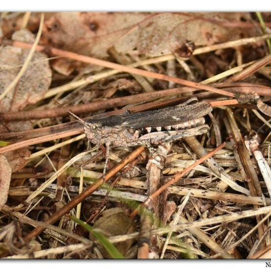 Eine unbekannte Art: Tier im Habitat Felsgebiet in der NatureSpots App