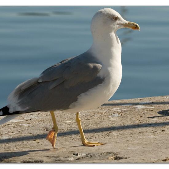 Yellow-legged Gull: Animal in habitat Rocky coast in the NatureSpots App