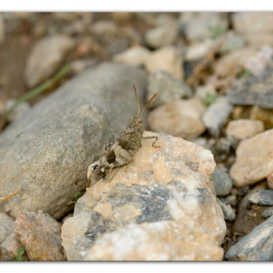 Oedipoda caerulescens: Animal in nature in the NatureSpots App