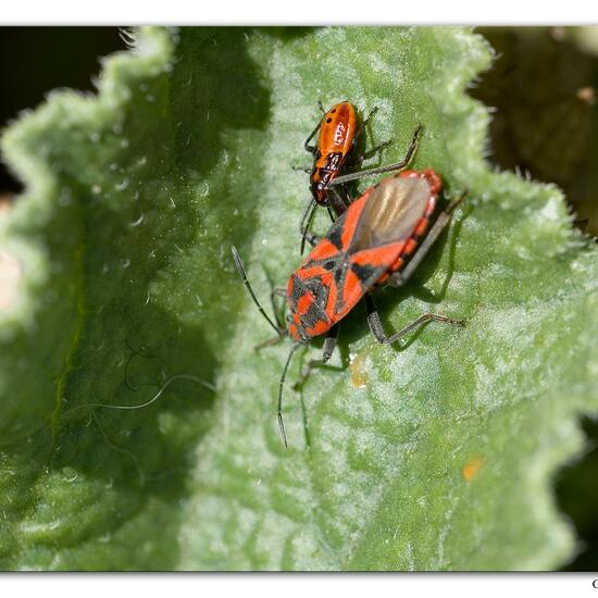 Spilostethus pandurus: Animal in habitat Rocky coast in the NatureSpots App