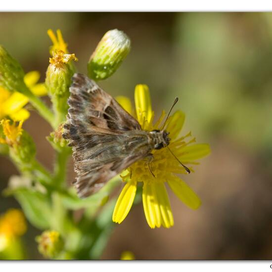 Carcharodus alceae: Animal in habitat Rocky coast in the NatureSpots App