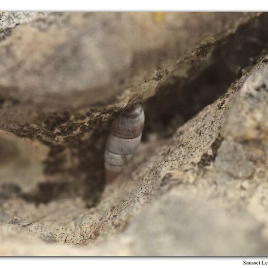 Roggenkornschnecke: Tier im Habitat Felsgebiet in der NatureSpots App