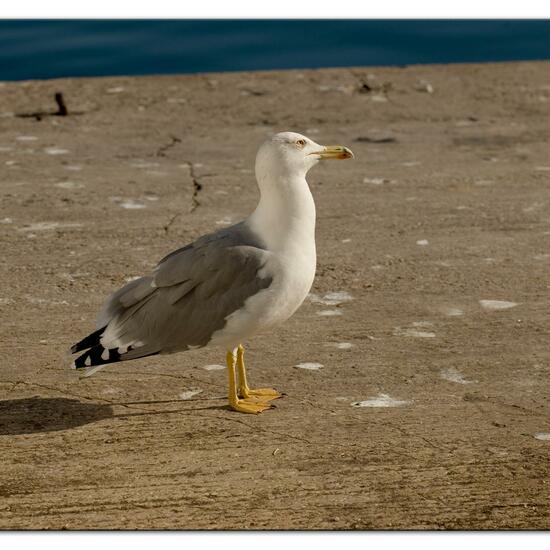 Yellow-legged Gull: Animal in habitat Rocky coast in the NatureSpots App