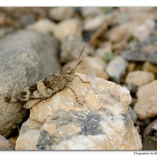 Oedipoda caerulescens: Animal in nature in the NatureSpots App