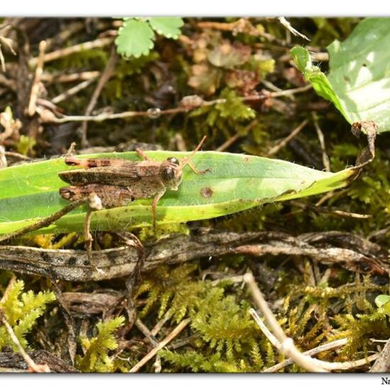 Eine unbekannte Art: Tier im Habitat Felsgebiet in der NatureSpots App