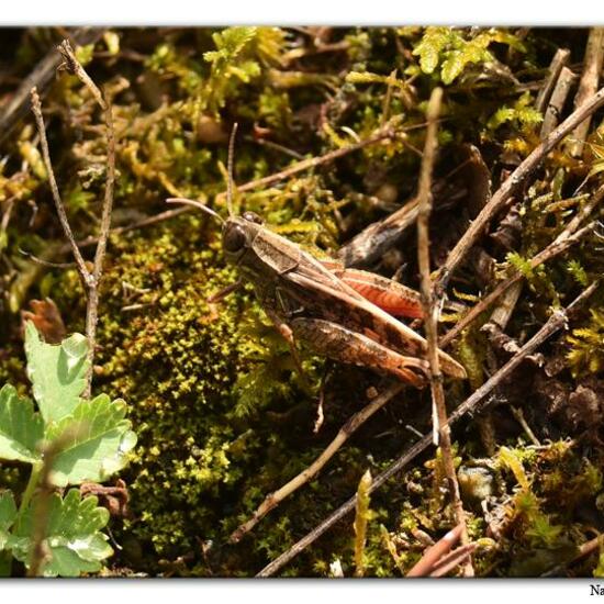 Italienische Schönschrecke: Tier im Habitat Felsgebiet in der NatureSpots App