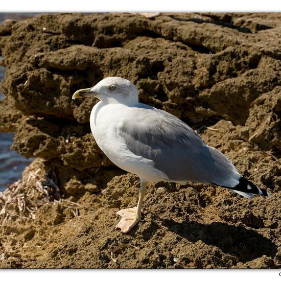 Mittelmeermöwe: Tier im Habitat Felsküste in der NatureSpots App