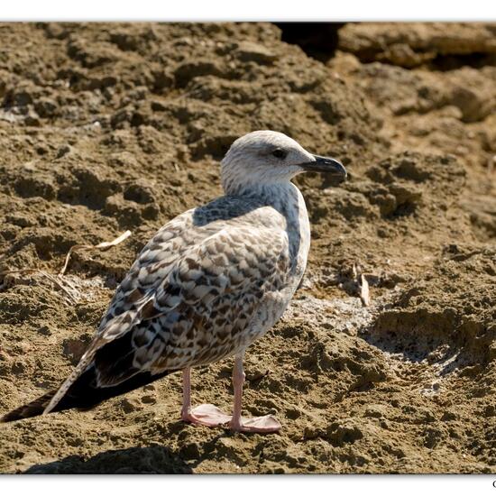 Yellow-legged Gull: Animal in habitat Rocky coast in the NatureSpots App