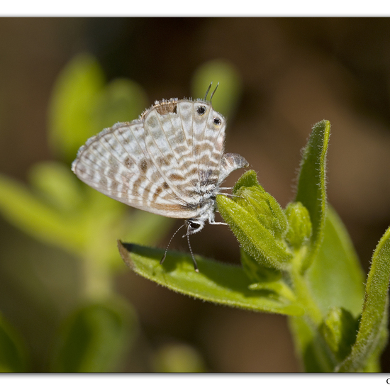 Leptotes pirithous: Tier im Habitat Felsküste in der NatureSpots App