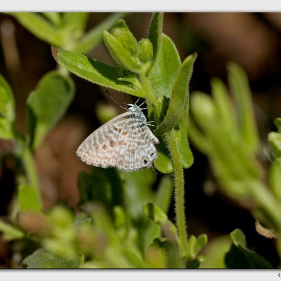 Leptotes pirithous: Animal in habitat Rocky coast in the NatureSpots App