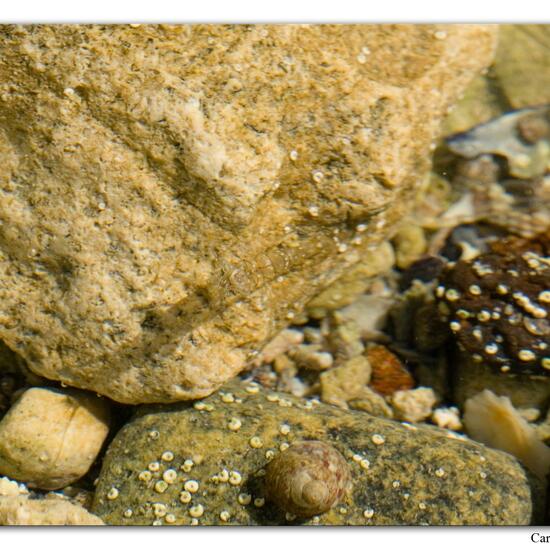 Palaemon elegans: Animal in habitat Rocky coast in the NatureSpots App