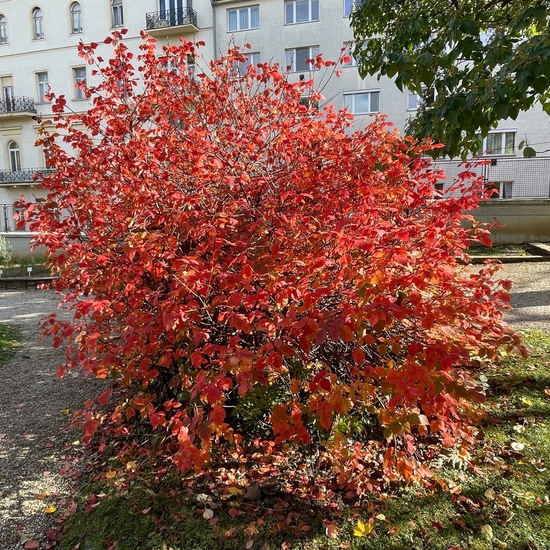 Rhus aromatica: Pflanze im Habitat Garten in der NatureSpots App