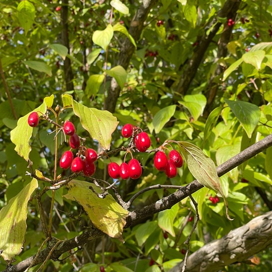 Asiatische Kornelkirsche: Pflanze im Habitat Park in der NatureSpots App