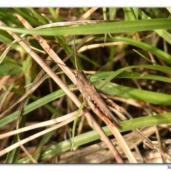 Brauner Grashüpfer: Tier im Habitat Felsgebiet in der NatureSpots App