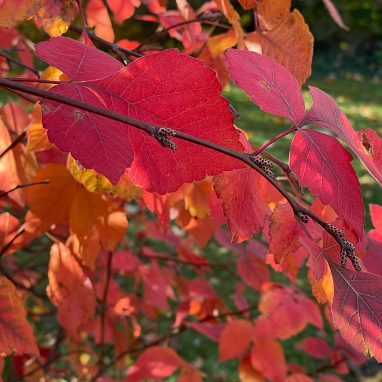 Rhus aromatica: Pflanze im Habitat Garten in der NatureSpots App