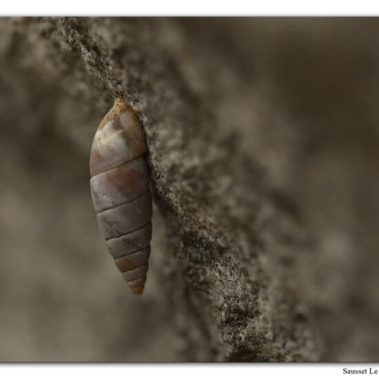 Roggenkornschnecke: Tier im Habitat Felsgebiet in der NatureSpots App