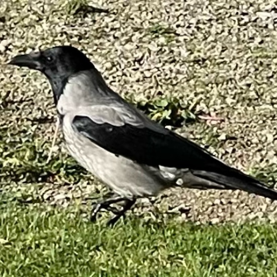 Hooded Crow: Animal in habitat Park in the NatureSpots App