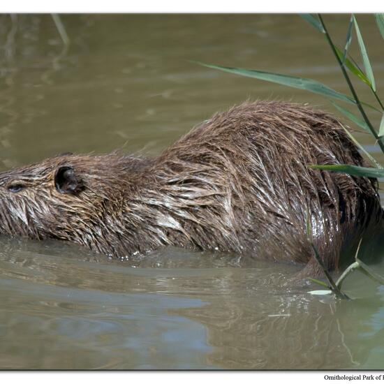 Nutria: Tier im Habitat Sumpf in der NatureSpots App