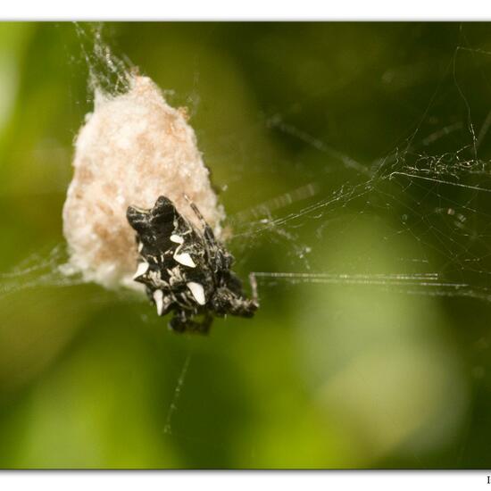 Opuntienspinne: Tier im Habitat Hinterhof in der NatureSpots App