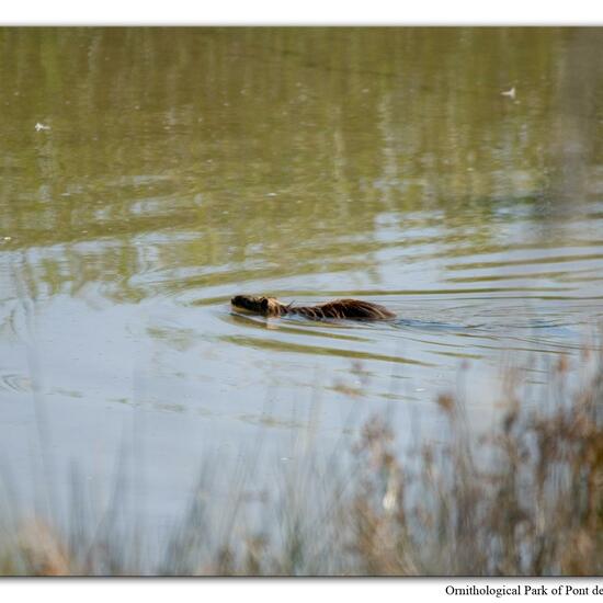 Nutria: Tier im Habitat Sumpf in der NatureSpots App