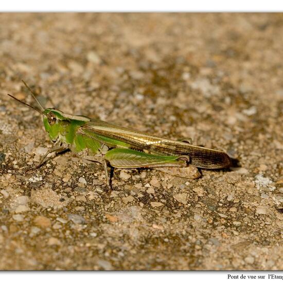 Aiolopus puissanti: Animal in habitat Rock areas in the NatureSpots App