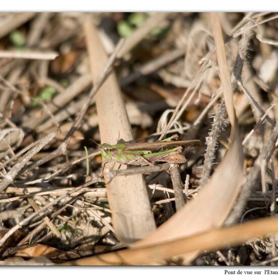 Aiolopus puissanti: Tier im Habitat Felsgebiet in der NatureSpots App