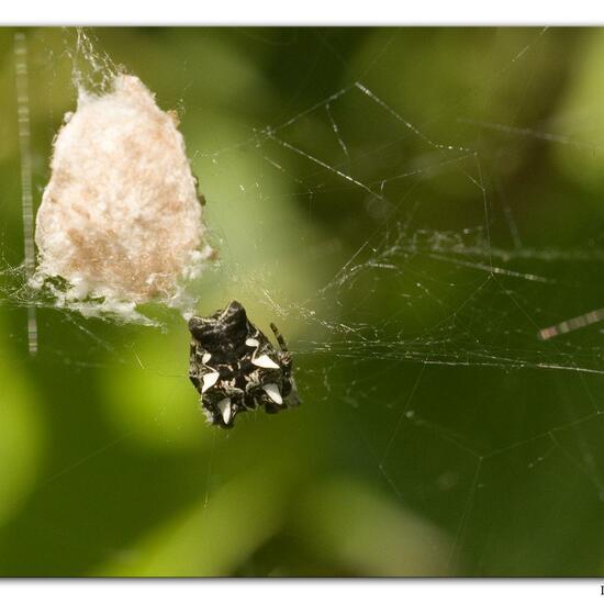 Opuntienspinne: Tier im Habitat Hinterhof in der NatureSpots App