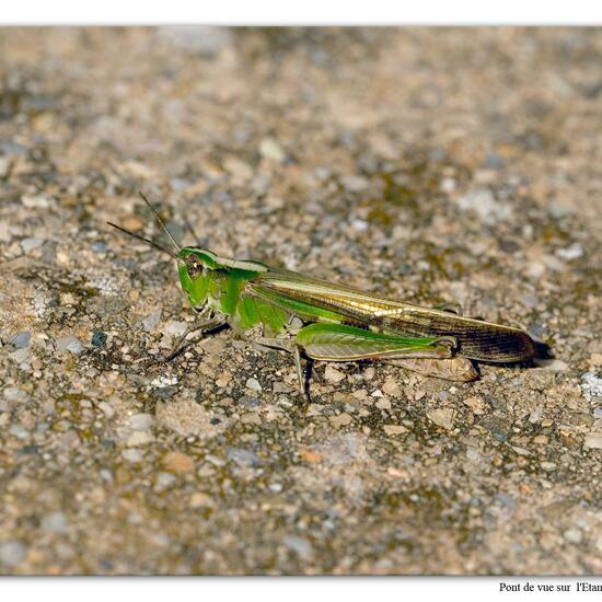 Aiolopus puissanti: Animal in habitat Rock areas in the NatureSpots App