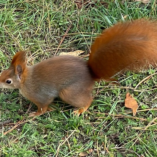 Eurasisches Eichhörnchen: Tier im Habitat Park in der NatureSpots App