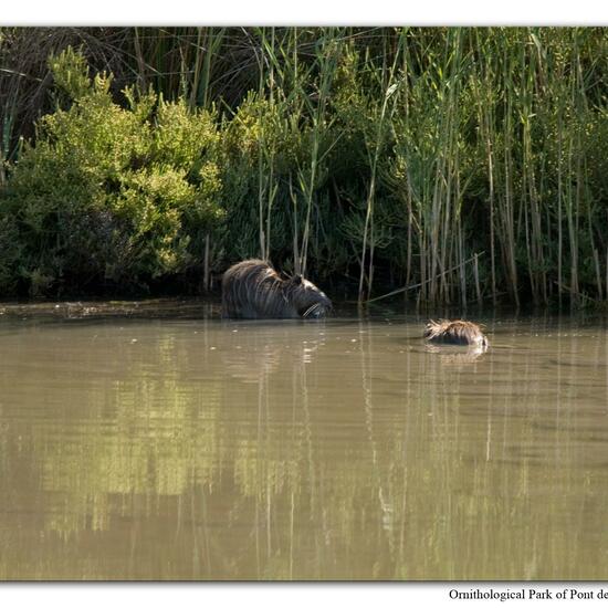 Nutria: Tier im Habitat Sumpf in der NatureSpots App