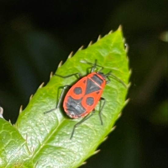 Gemeine Feuerwanze: Tier im Habitat Garten in der NatureSpots App