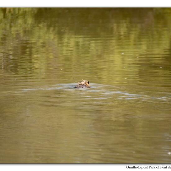 Nutria: Tier im Habitat Sumpf in der NatureSpots App