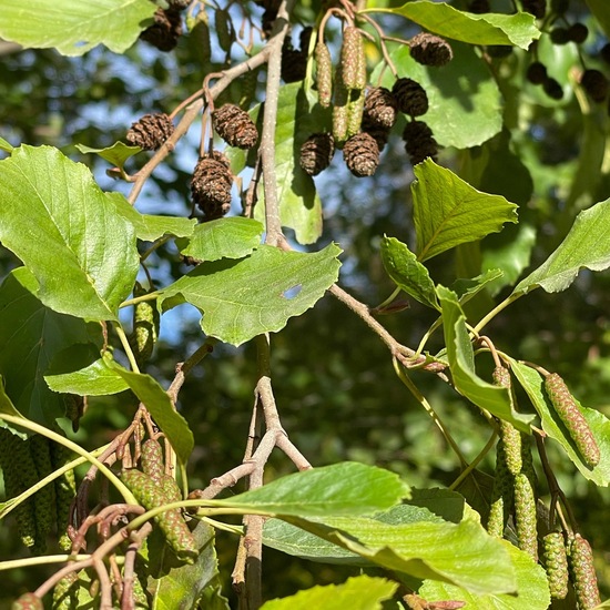 Schwarz-Erle: Pflanze im Habitat Garten in der NatureSpots App