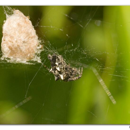 Opuntienspinne: Tier im Habitat Hinterhof in der NatureSpots App