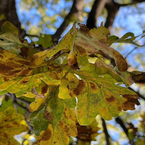 Quercus petraea: Plant in nature in the NatureSpots App