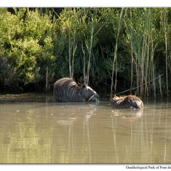 Nutria: Tier im Habitat Sumpf in der NatureSpots App