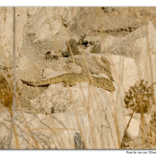 Tarentola mauritanica: Animal in habitat Rock areas in the NatureSpots App