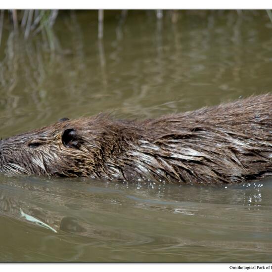 Nutria: Tier im Habitat Sumpf in der NatureSpots App