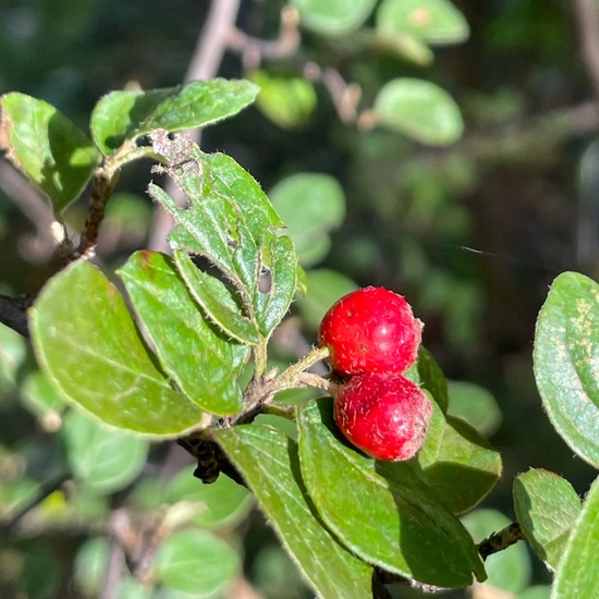 Cotoneaster dielsianus: Pflanze im Habitat Garten in der NatureSpots App