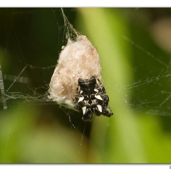 Opuntienspinne: Tier in der Natur in der NatureSpots App