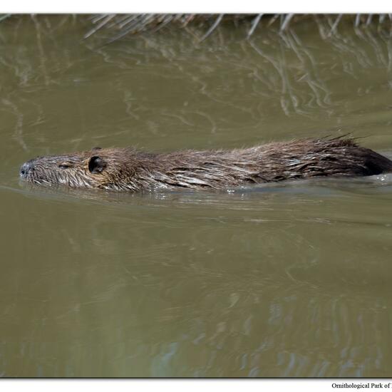 Nutria: Tier im Habitat Sumpf in der NatureSpots App