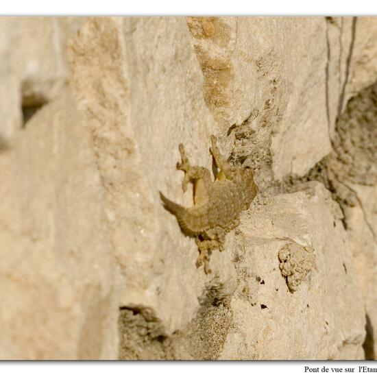 Tarentola mauritanica: Animal in habitat Rock areas in the NatureSpots App