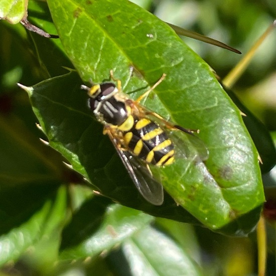 Dasysyrphus albostriatus: Animal in habitat Garden in the NatureSpots App