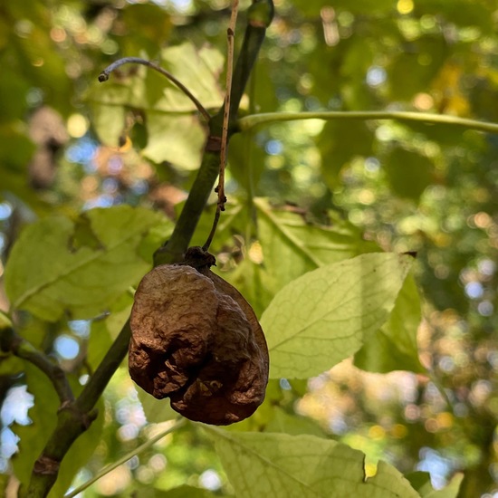 Staphylea pinnata: Plant in habitat Park in the NatureSpots App