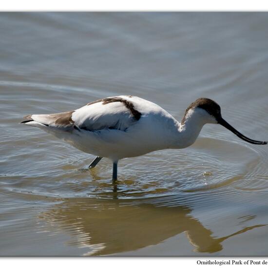 Pied Avocet: Animal in habitat Swamp in the NatureSpots App